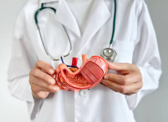 Doctor holding andshowing a human stomach model